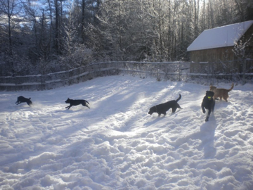 Ace, Gunner, Tucker, Bodi & Abby